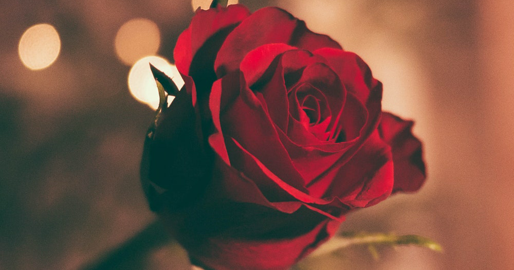 Merci Pour Les Roses Et Les Epines Esprit Critique & Pensée Libre: Épine de la rose