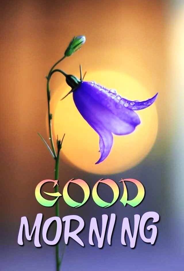 30+ Good Morning Images With Flowers Good Morning Flower Images