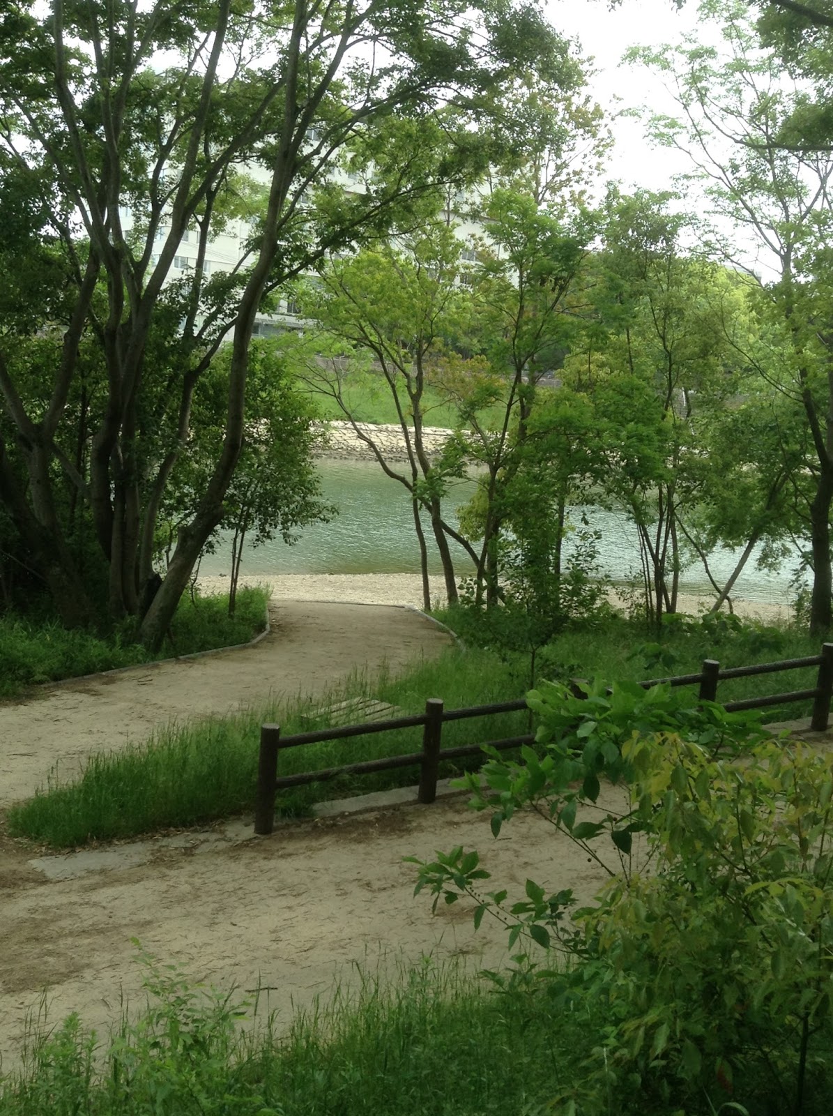 新緑美しい散歩道