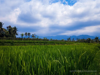 Fresh Sunny Day Atmosphere Of Countryside Rice Fields In The Cloudy Sky At Ringdikit Village North Bali Indonesia