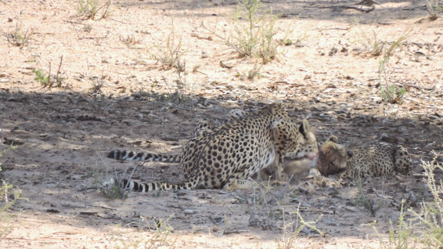 Cheetahs enjoying a meal in the Kgalagadi Transfrontier Park