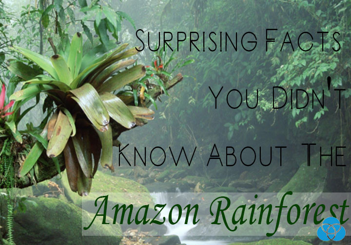 Surprising Facts You Didn't Know About The Amazon Rainforest - Vestellite