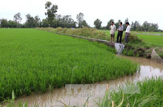 Mưa dầm gây thiệt hại nhiều diện tích lúa Đông Xuân