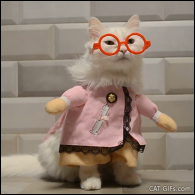 Funny Cat GIF • Famous 'Asya' is your new Doctor. A lovely and fluffy doctor with orange glasses Funny Cat GIF • Famous 'Asya' is your new Doctor. A lovely and fluffy doctor with orange glasses