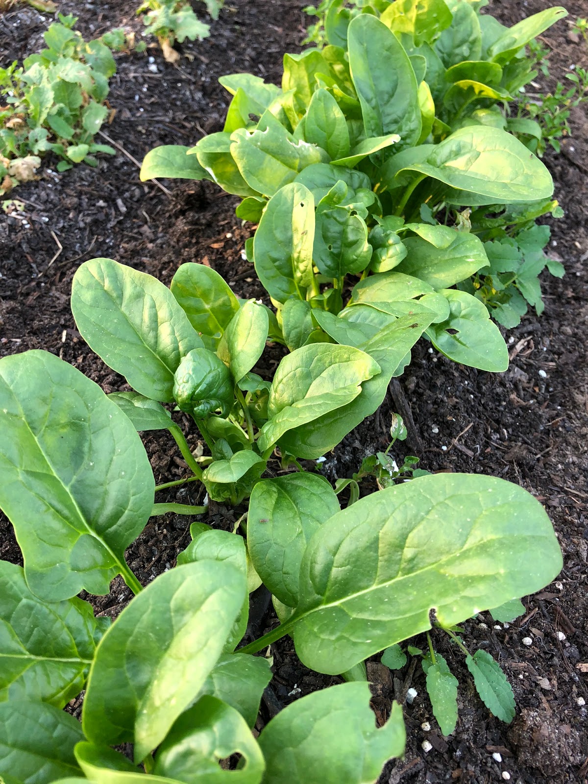 Fall spinach...