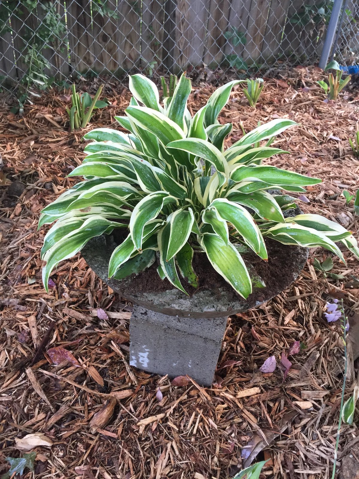 Blog.Sunset Hosta Best Care for Hostas in Pots