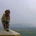 Monkey at the hilltop temple