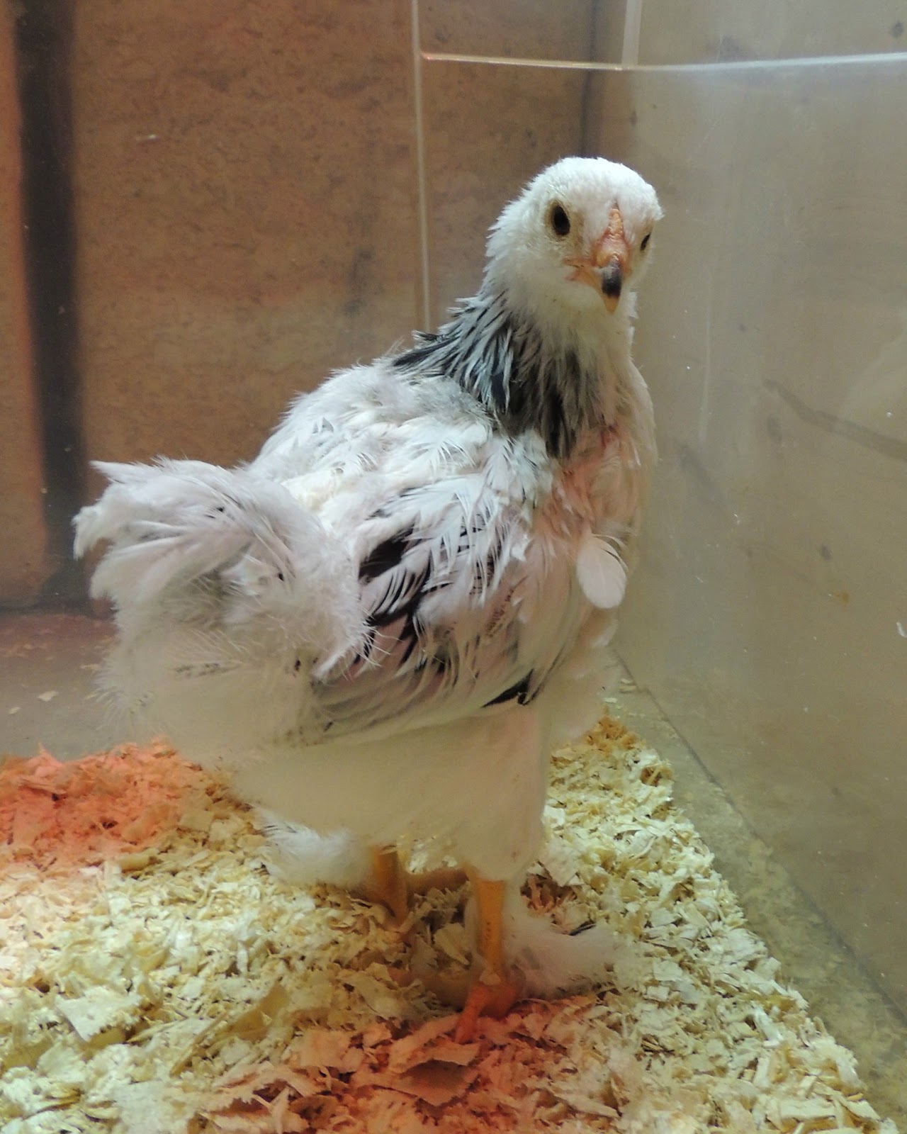 Linn Acres Farm: Chicks at 6 Weeks Old