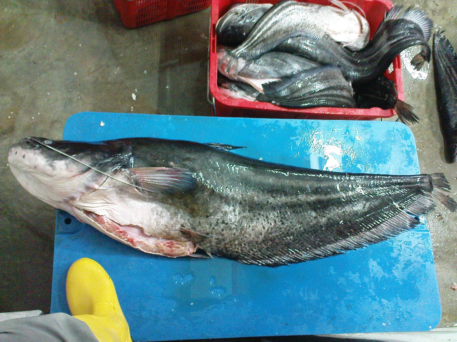 River Fish Supplier, Peter's Fish Trading Co, Sarawak: TAPAH FISH ...