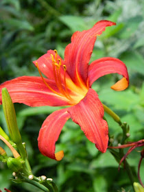 Sammy Russell Hemerocallis daylily by garden muses-not another Toronto gardening blog