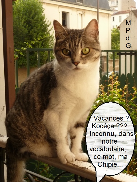 Mon Chat M'attaque Mais Pas Mon Copain
