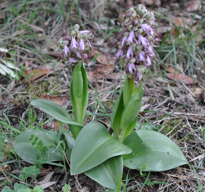 Himantoglossum robertianum Himantoglossum robertianum
