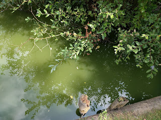 Close up of same body of water showing thickness and green tint