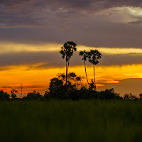 Sunset palm trees