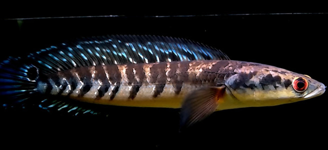 harga ikan channa barca ikan gabus hias - Marulioides