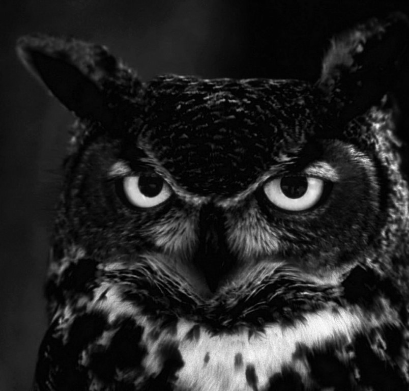 Image result for night owl