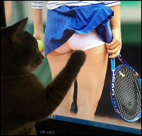 Art Cat GIF • Pervert cat is touching female tennis player butt. Naughty Kitty! Art Cat GIF • Pervert cat is touching female tennis player butt. Naughty Kitty!