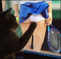 Art Cat GIF • Pervert cat is touching female tennis player butt. Naughty Kitty!