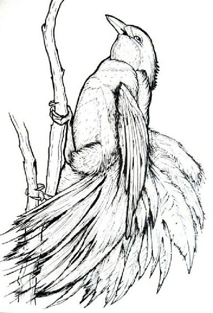 Sketsa gambar urung cendrawasih Sketsa gambar urung cendrawasih