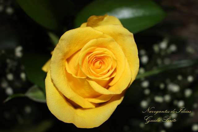Rosa - Navegantes de Ideias