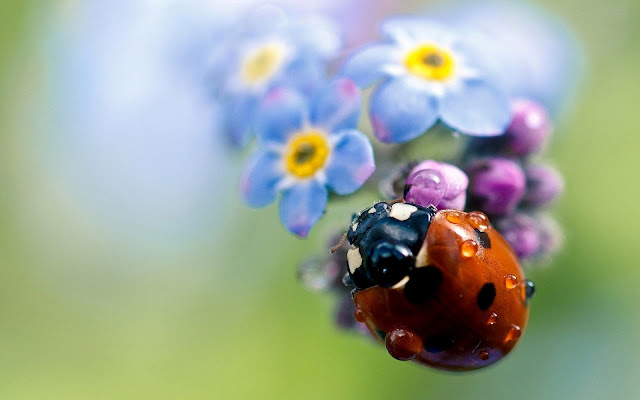 Wallpaper with a ladybug sitting on a flower
