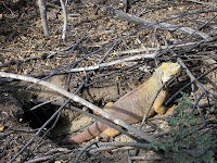 Land Iguana and Burrow at Urbina Bay, Isabela Island, Galapagos