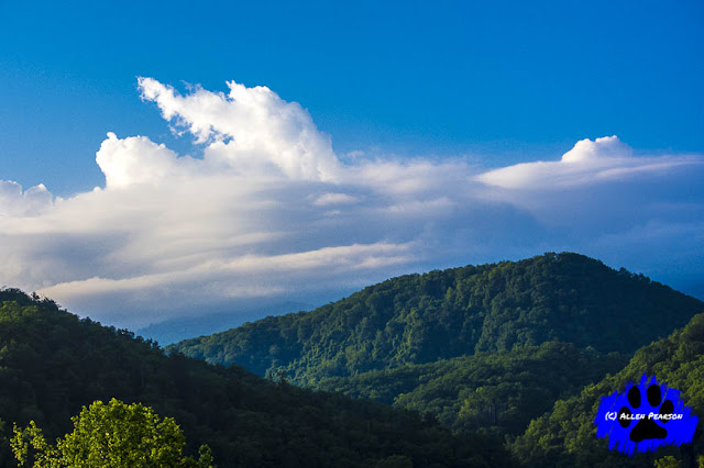 Great Smoky Mountains, 2020 (C) Allen Pearson Photography