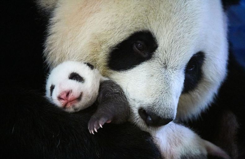 ANIMALS TIME : Panda (Gallery 2)