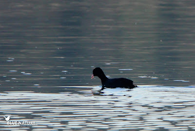 Focha común (Fulica atra) no se trata de una anátida, sino de una rálida.  Son aves acuáticas sin dedos palmeados.