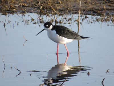 northern california bird photography