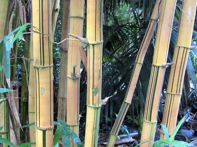 kekurangan bambu