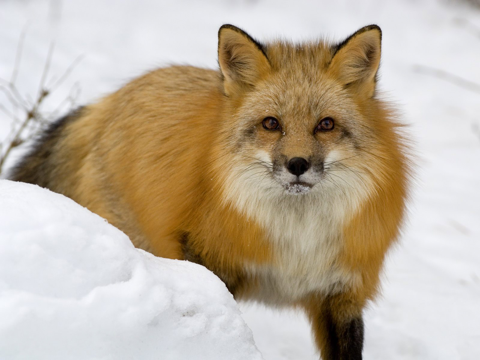 all-about-animal-wildlife-red-fox-photos-images-and-information-2012