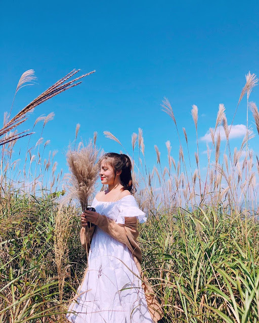 October check-in with cozy beautiful reeds in Quang Ninh