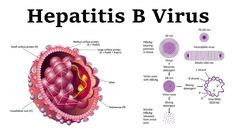 Diagrammatic Dissection of Hepatitis virus