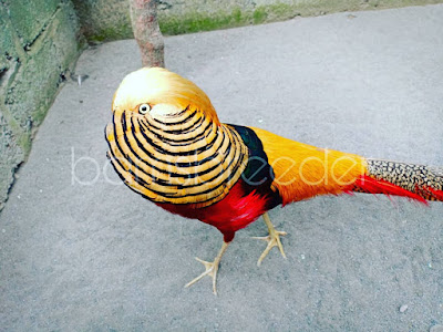Ayam hias golden pheasant