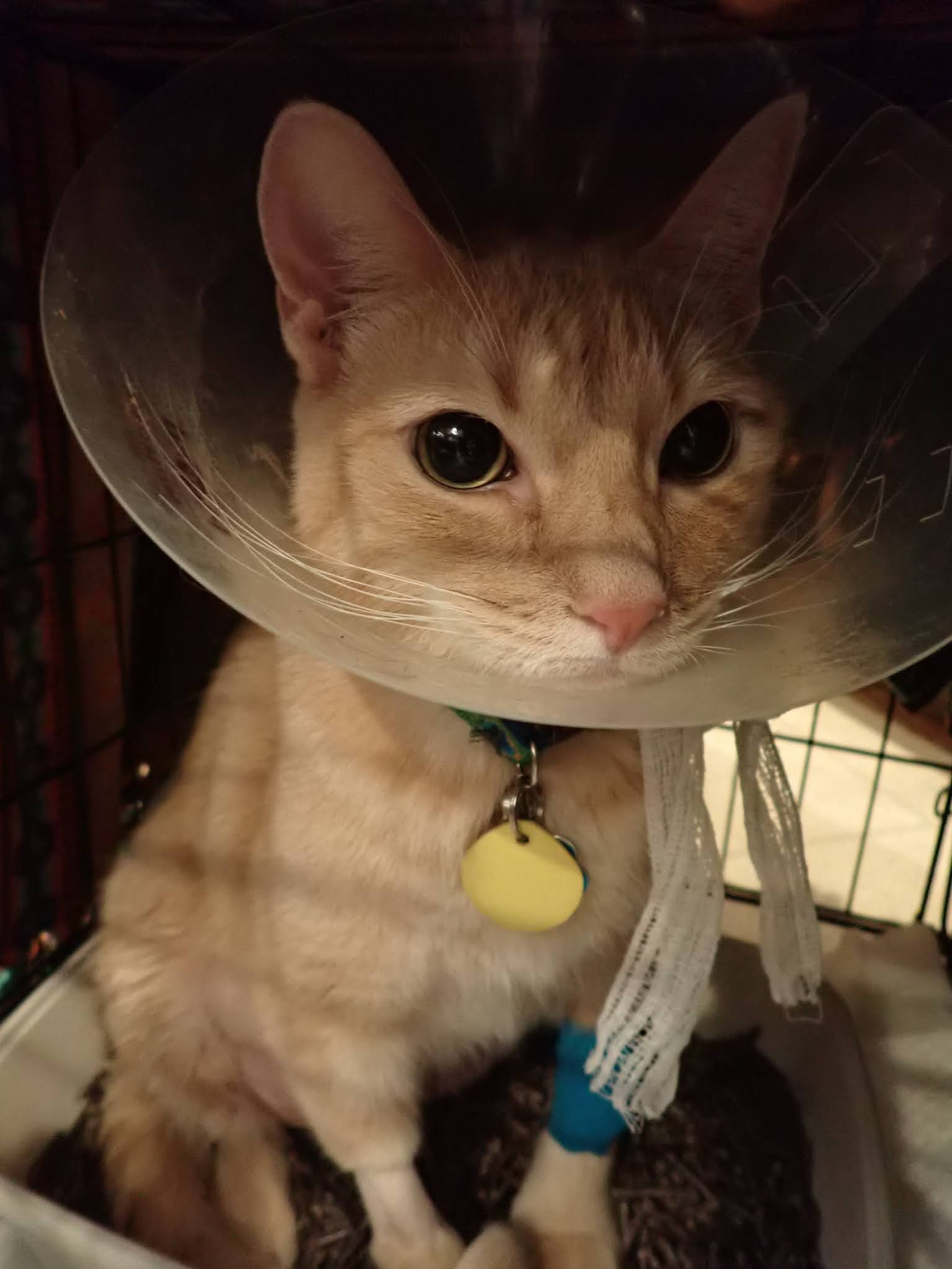 Lone Star Cats Home, But Locked Up!