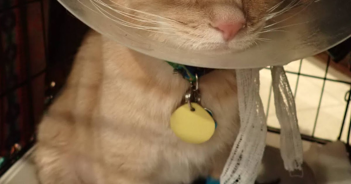 Lone Star Cats Home, But Locked Up!