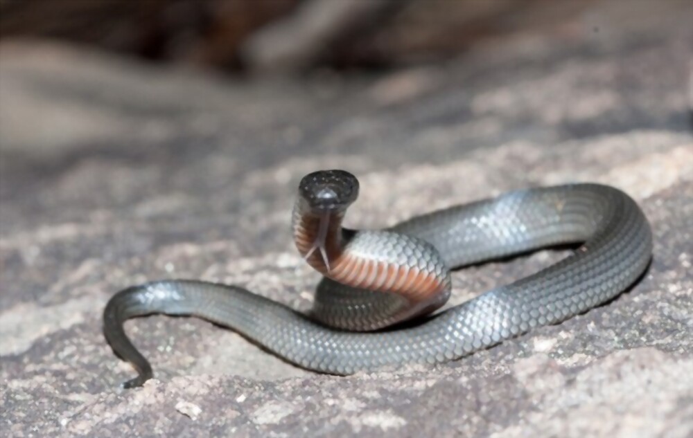 Small-eyed snake