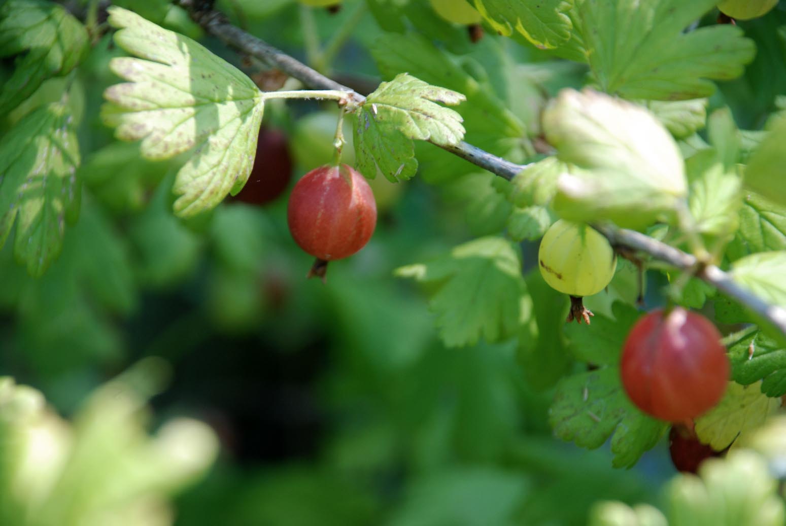 Applegarth Farm: berries in the garden