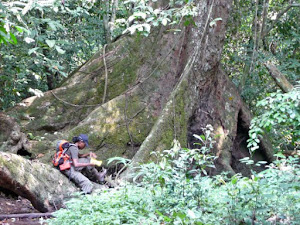 POKOK TUNJUK LANGIT - OTAI