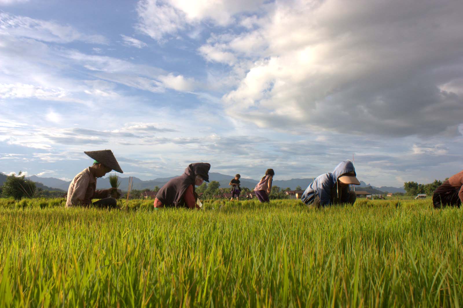 The Living Land Organic Farm A Community Enterprise in Luang Prabang