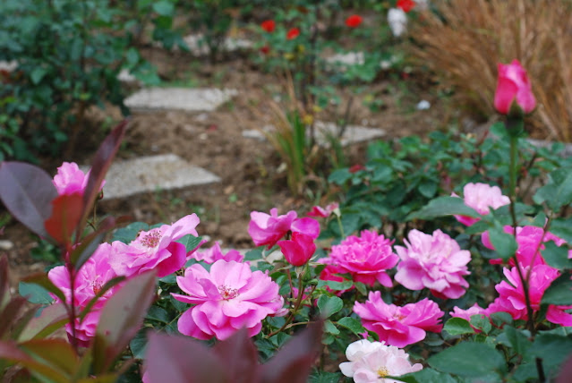 in our garden - CASA SANTO SPIRITO