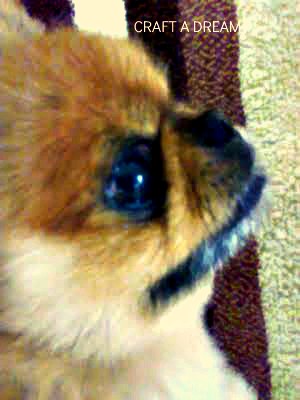 pekingese