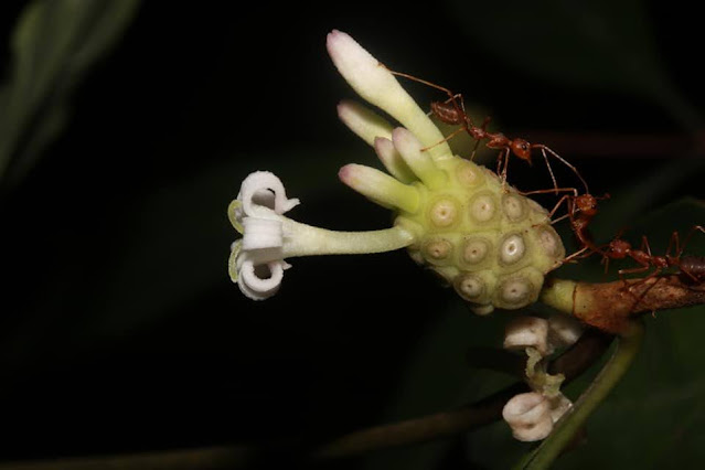 Morinda persicifolia