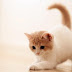Tips Membuat Kucing Liar Menjadi Kucing Rumahan