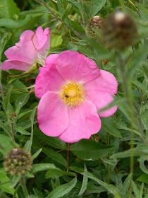 Wild roses at Skyline Trail Cape Breton Highlands National Park by garden muses-not another Toronto gardening blog
