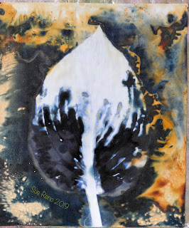 Wet cyanotype_Sue Reno_Image 619