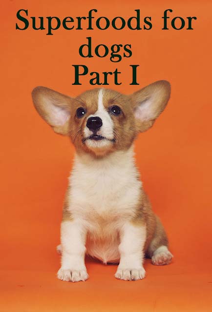 27 superfoods for dogs 27 superfoods for dogs