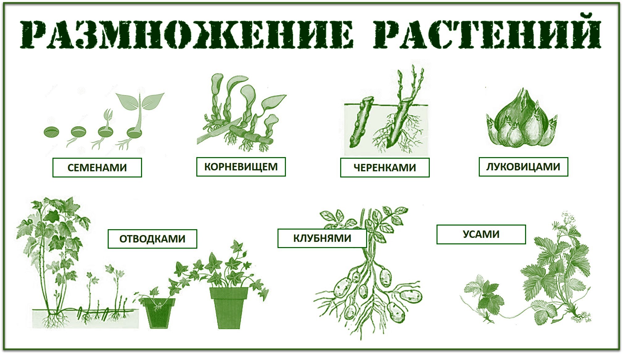 Способ растений. Размножение растений семенами и вегетативно. Вегетативное размножение это размножение семенами. Способы размножения растений рисунки. Схема способы размножения растений.