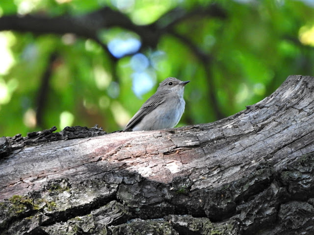 серая мухоловка